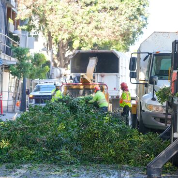 Tree pruning in Downtown Santa Monica  3