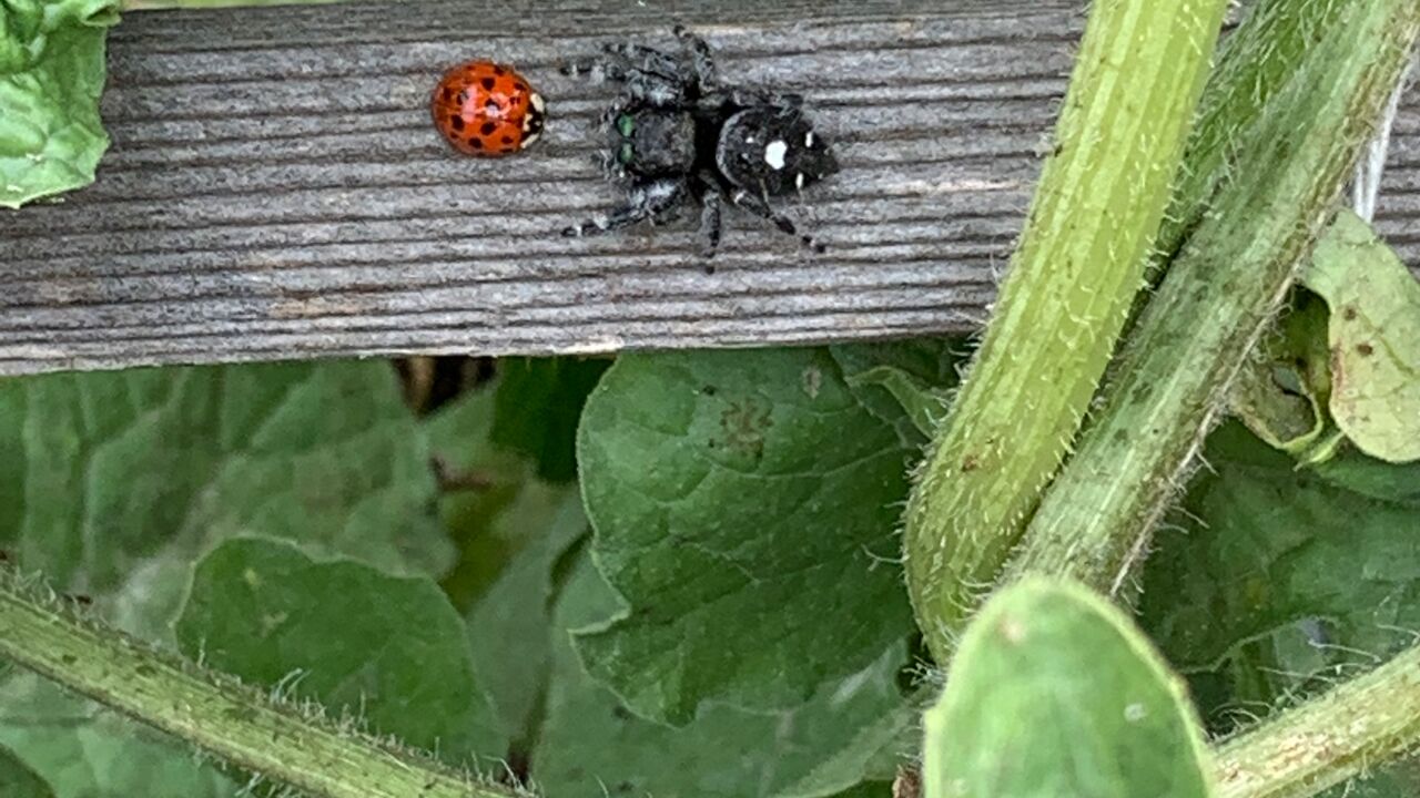 Jumping Spider and Ladybug facing each other on stick