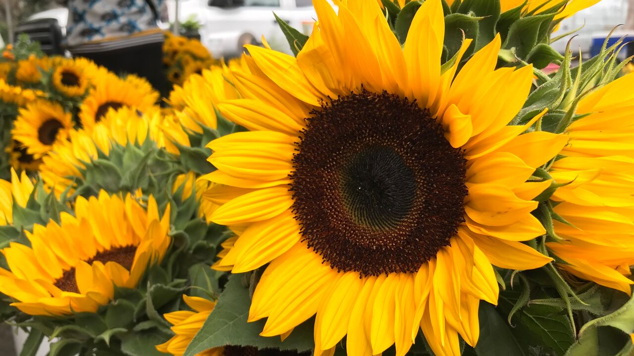 Sunflowers at the Farmers Market