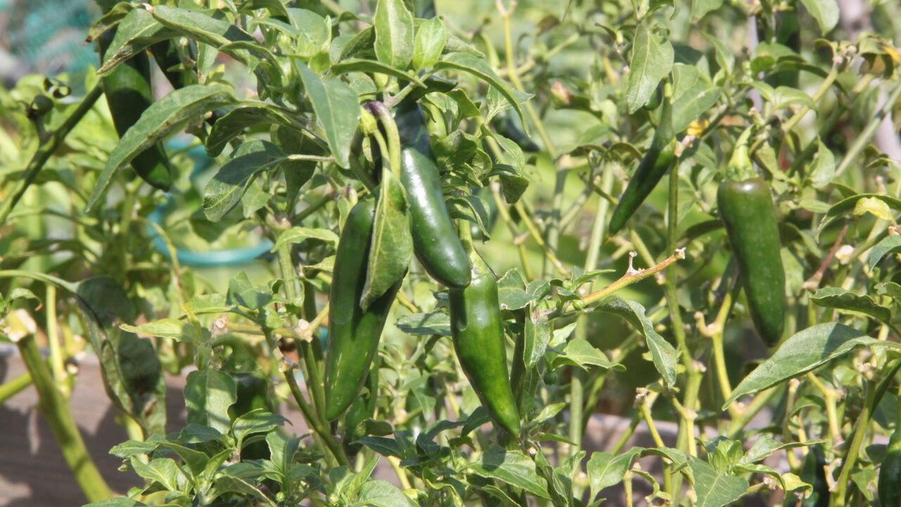 Green peppers growing
