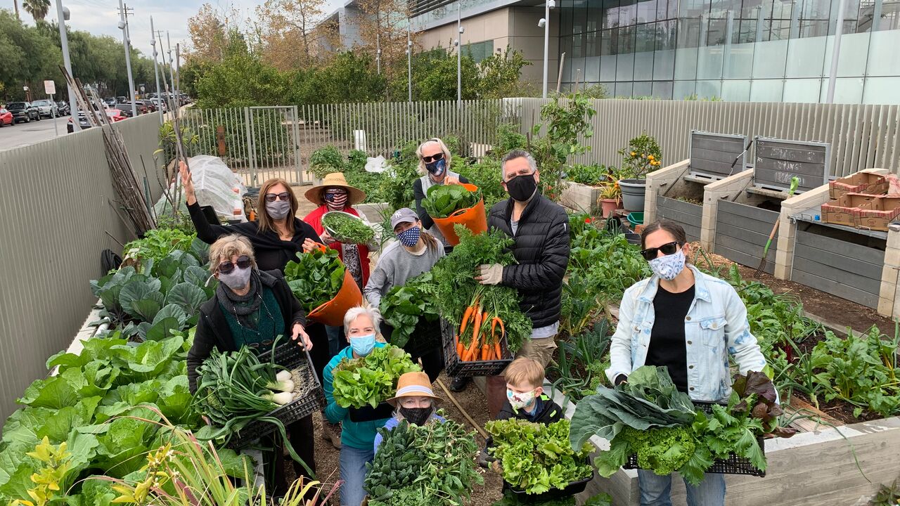 People with Buckets of Greens on Harvest Day Wearing Masks at Ishihara Learning Garden