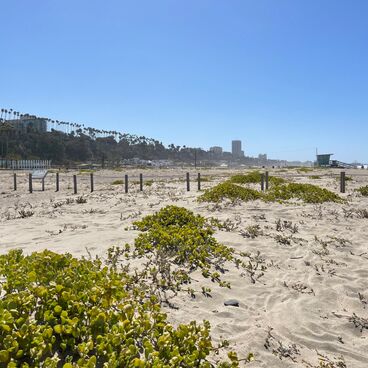 Beach dunes that are part of the Santa Monica Beach Dune Restoration Project