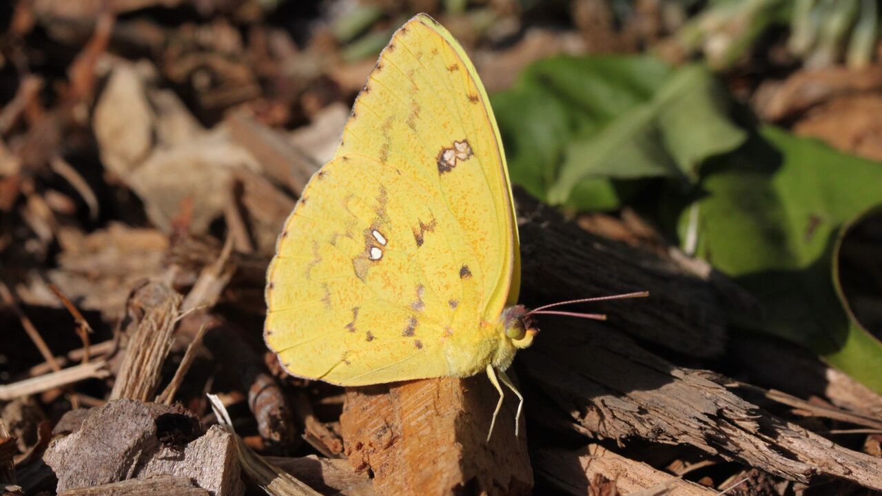 Yellow utterfly sitting on wood chips