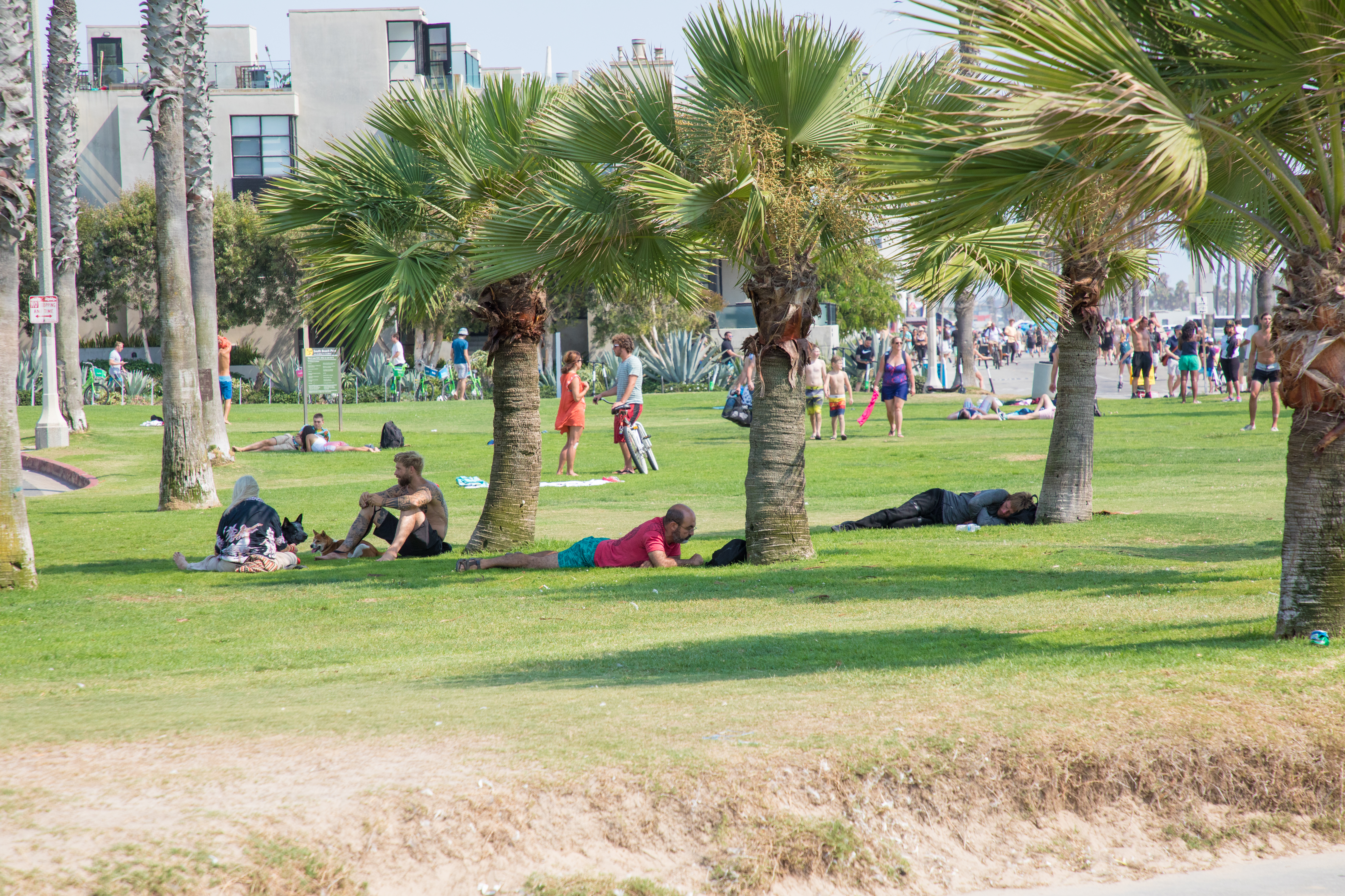 People Laying Under Palm Trees in South Beach Park