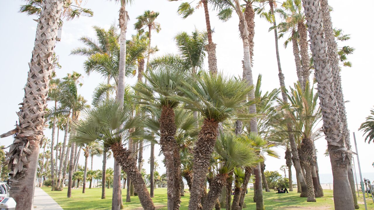 Group of Palm Trees at Crescent Bay Park