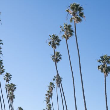 Two Rows of Palm Trees