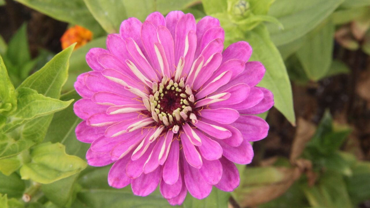 Bright pink Zinnia flower
