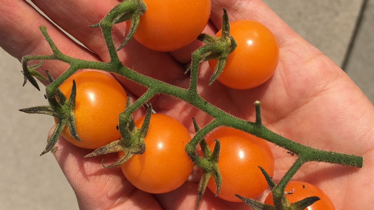Cluster of ripe Sun Gold Tomatoes