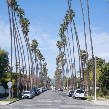 A Palm Tree Lined Street in Downtown (5th and California)